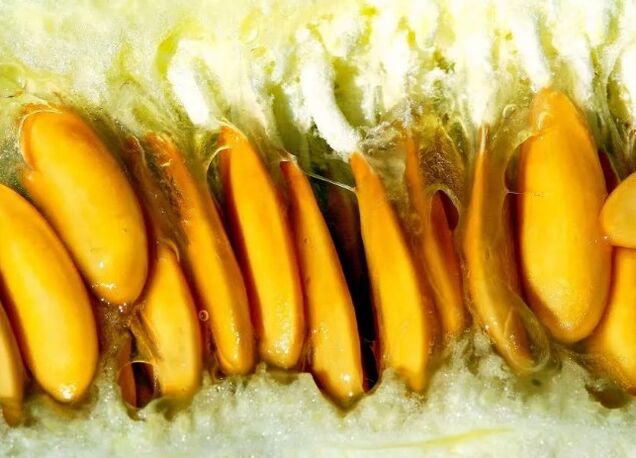 Melones sēklas