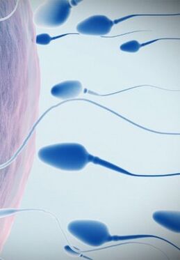 Spermogramma zemai iedarbībai